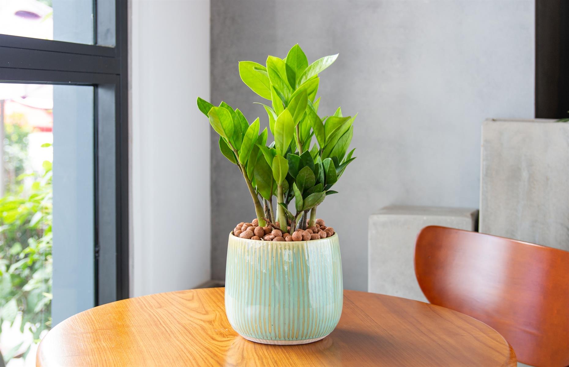 Toxic plant: ZZ plant (Zamioculcas zamiifolia)